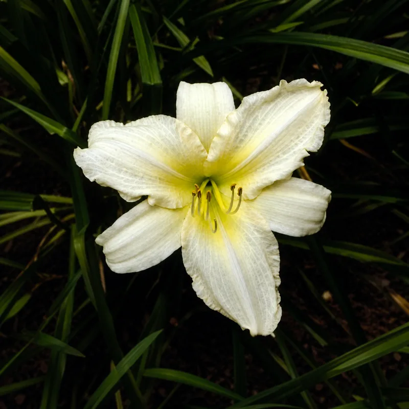 Daisy White