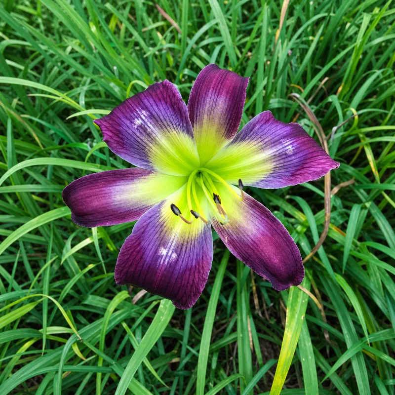 A Star for Denyse