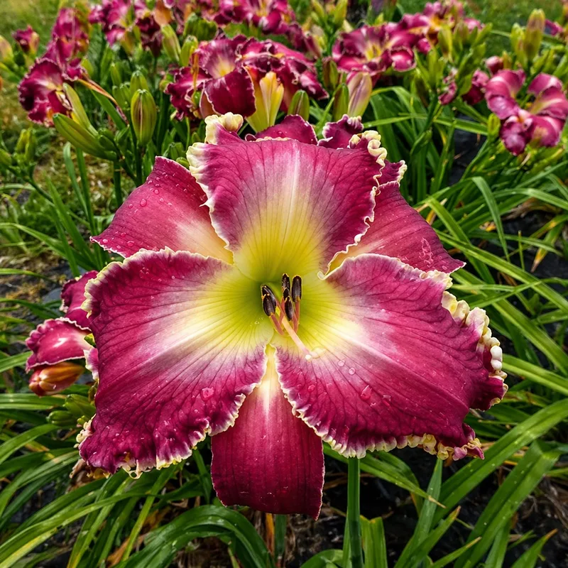Passion for Purple AHS image