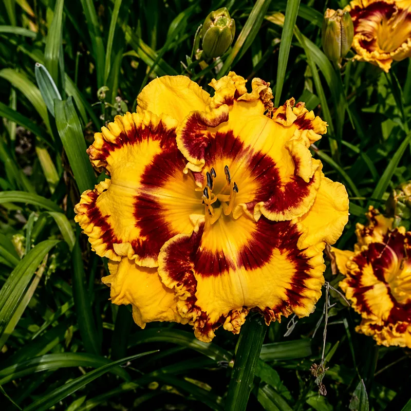 Enticing Glance daylily bloom