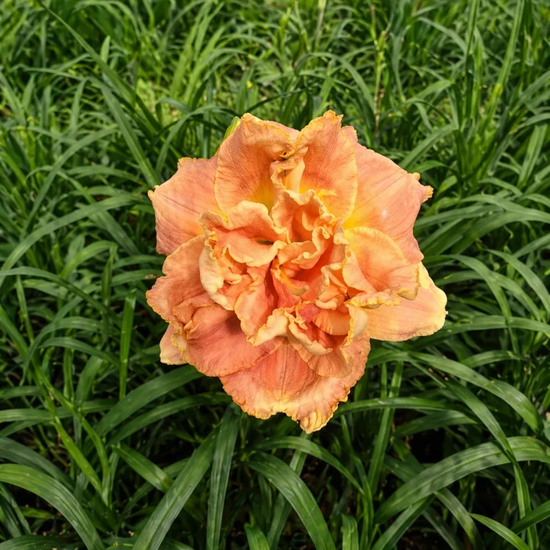 Apricot Fantasy