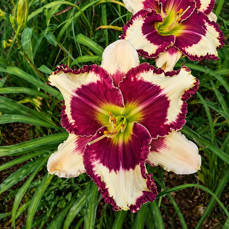 Cherries in the Snow daylily bloom