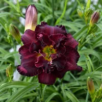 Crown of Midnight AHS image