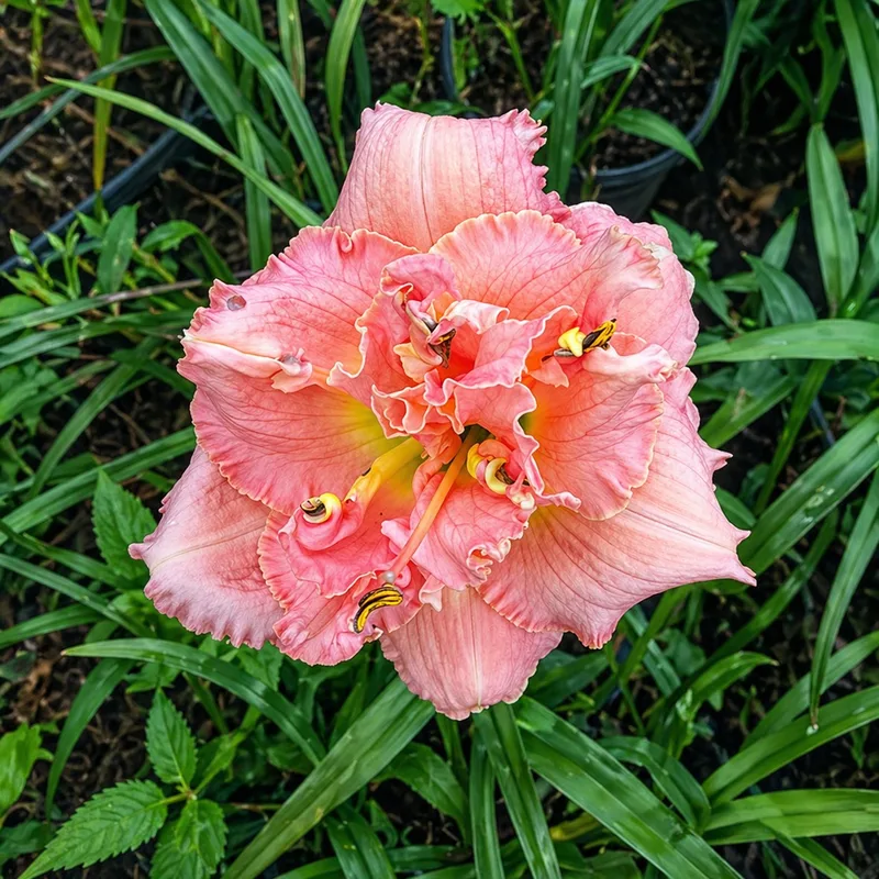 Pink Palisade daylily bloom