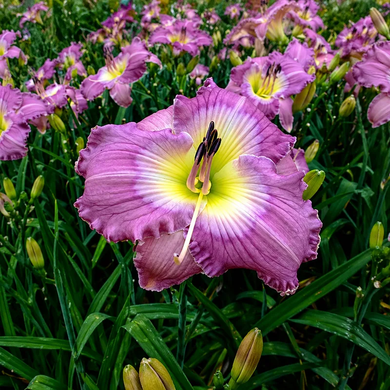 Something in the Water daylily bloom
