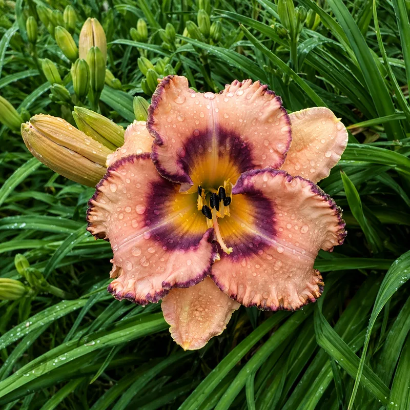 Peachy Punch AHS image