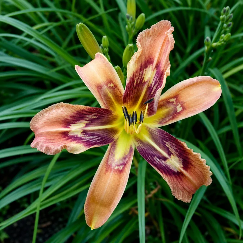 Brown Arrow