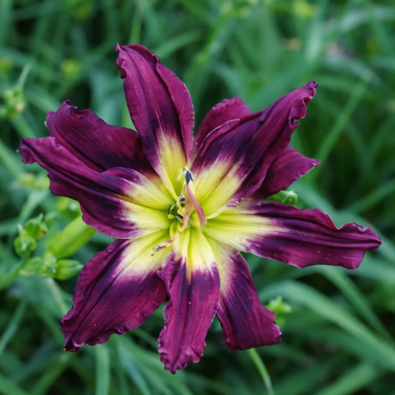 Heavenly Double Purple Cosmos daylily bloom