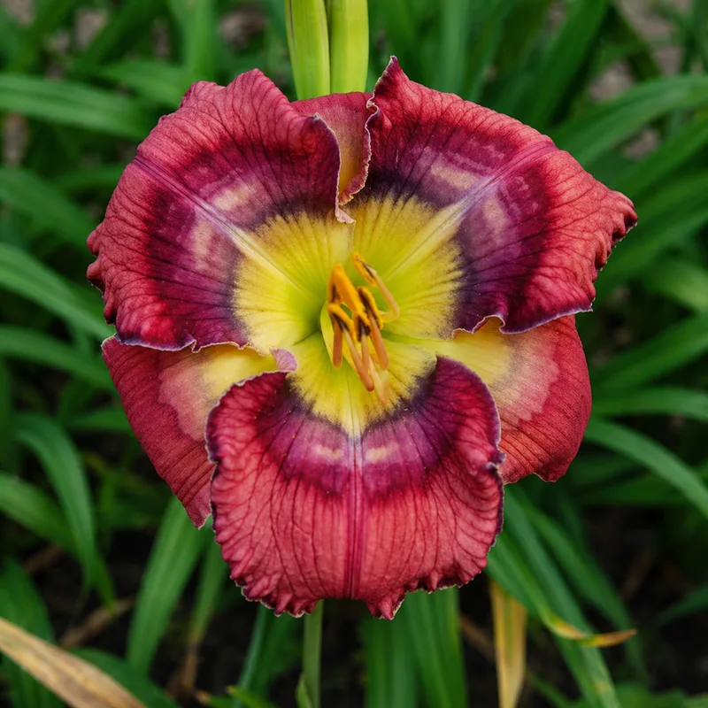 Cherry Ripples AHS image