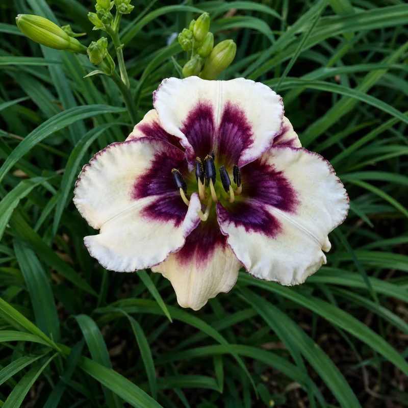 Lillian's Violet Eyed Pixie
