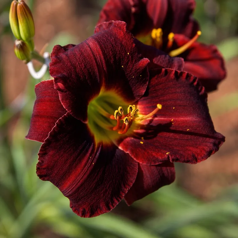 Dark Delight