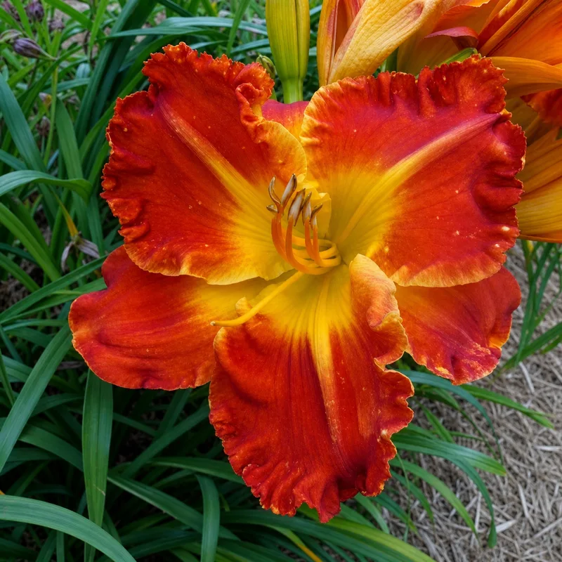Blaze Orange