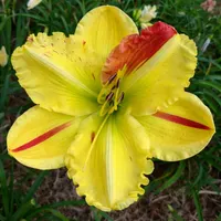 Chimera Delight AHS image