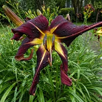 Crimson Curly Q AHS image