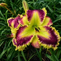 McJagger AHS image
