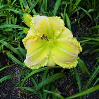 Mint Scentiva AHS image