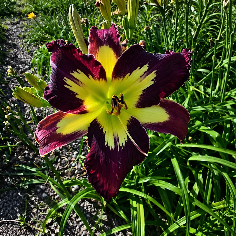 Perplexing Plum