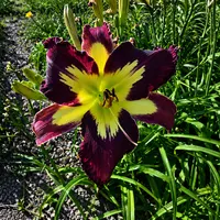 Perplexing Plum AHS image