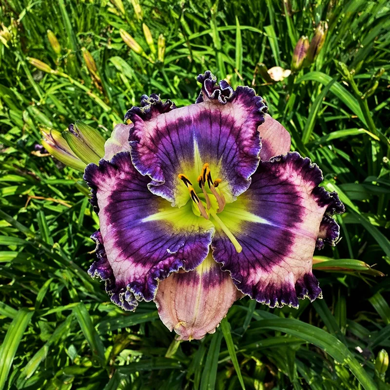 Treasure of Colors