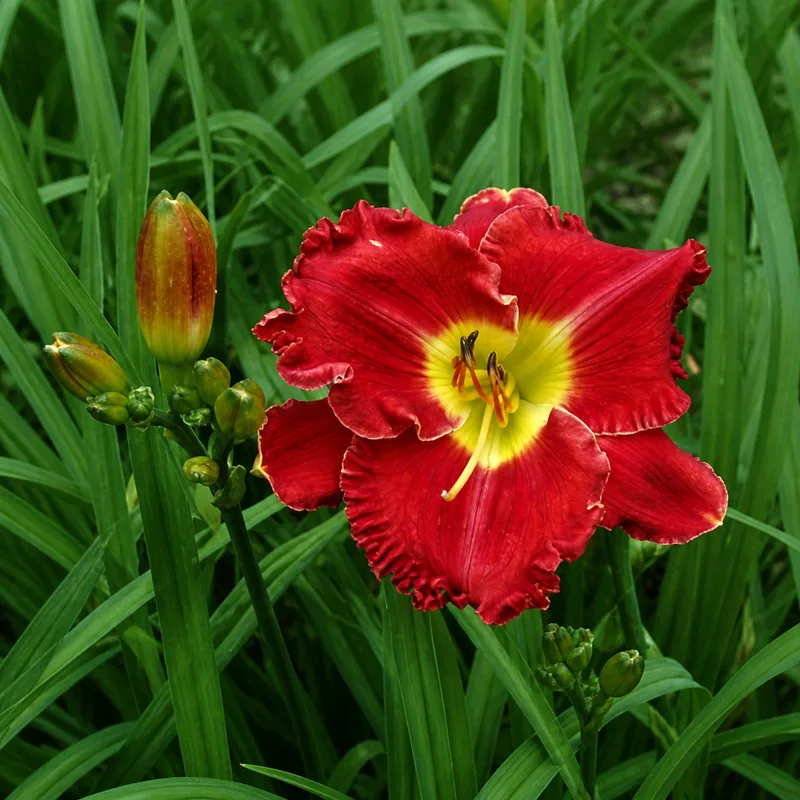 Red Petticoats