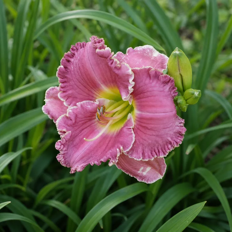 Annette's Ray of Hope