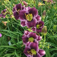 Purple Pixie Gumdrop AHS image