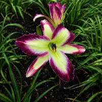 Sweet Suzanne AHS image