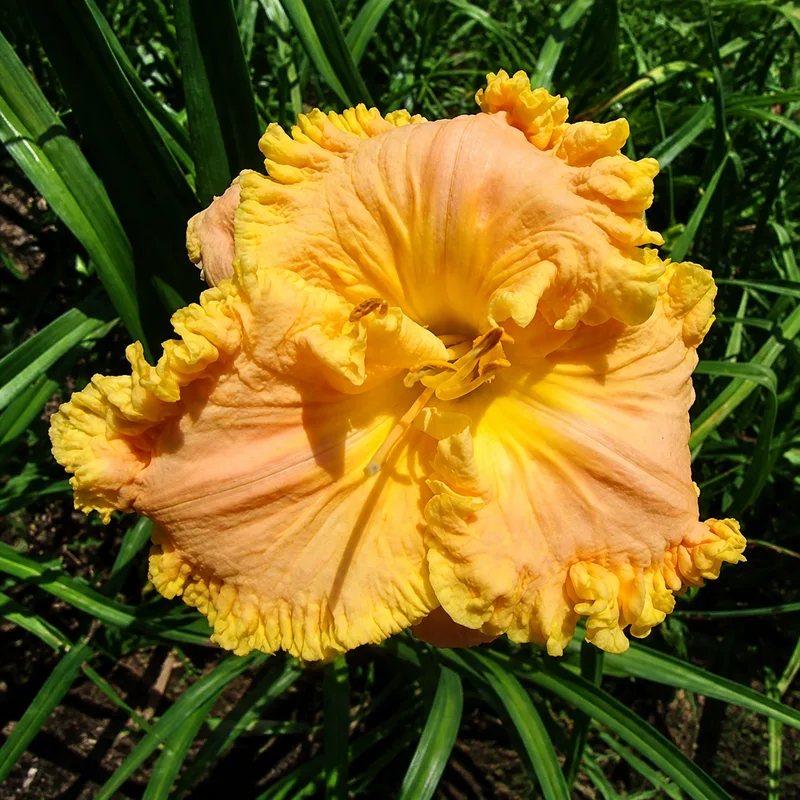 Joanna's Heart of Gold