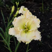 Lily Farm Blizzard Warning AHS image