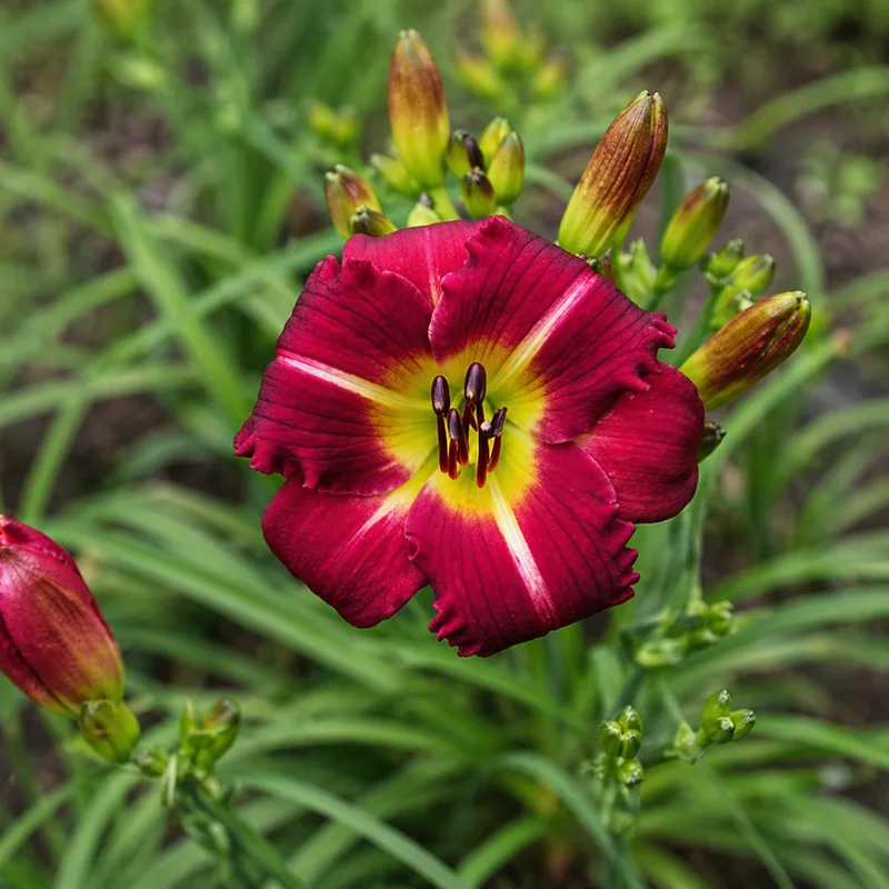 Once Again Red Pixie daylily bloom
