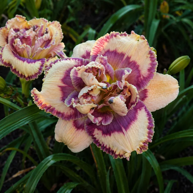 Grit and Grace daylily bloom