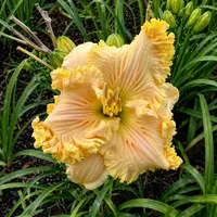 Oodles of Ruffles AHS image