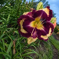 Orene's Petals AHS image