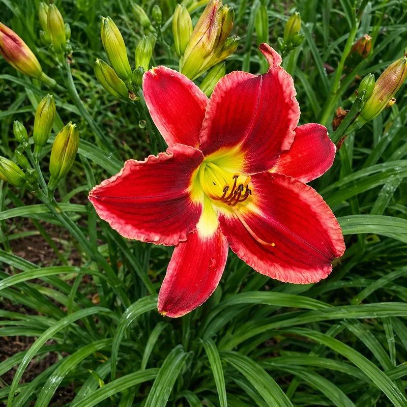Frosted Scarlet AHS image