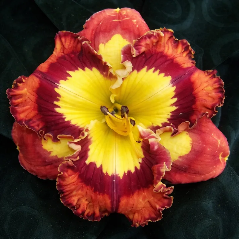 Lava Lamp daylily bloom