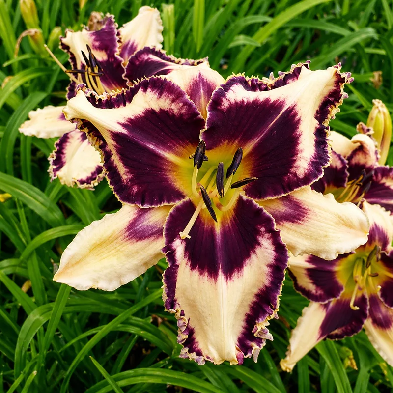 Ion a Flower AHS image