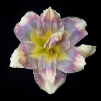 Grand Wazoo AHS image