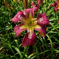 Happy Hawaiian AHS image
