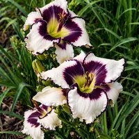 Michille Richardson AHS image