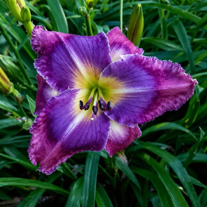 Spacecoast Blue Bayou daylily bloom
