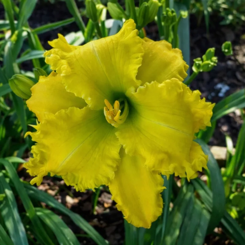 Spacecoast Walk This Way daylily bloom