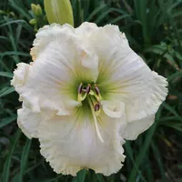 Spacecoast White Wedding AHS image