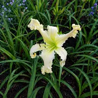 Spacecoast White Wolf AHS image
