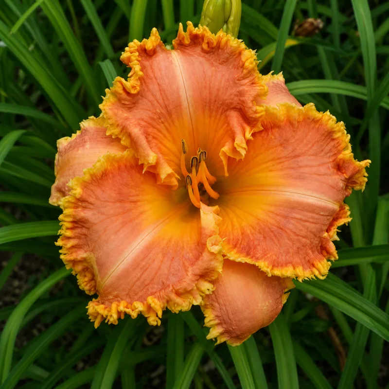 Abstract Orange