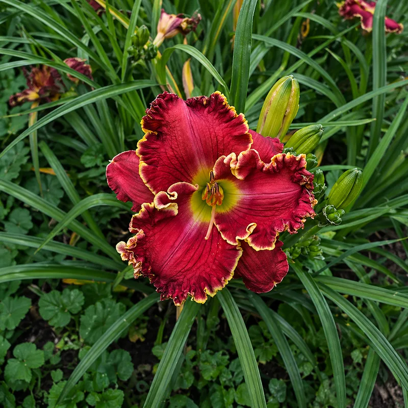 Only the Bold daylily bloom
