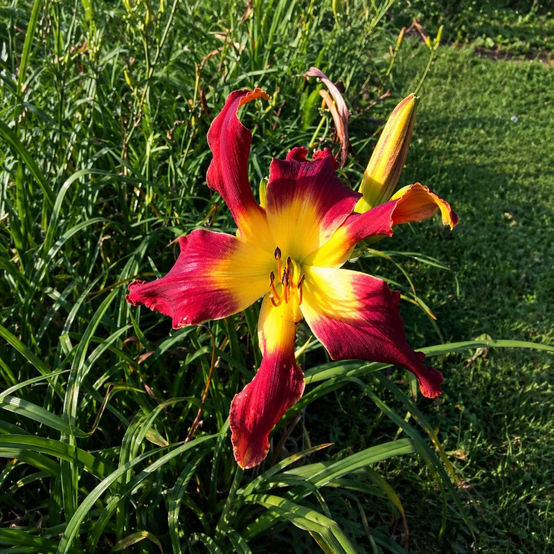 Red garden monster daylily bloom