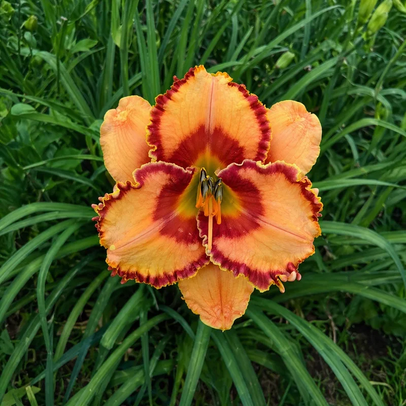 Sirocco Summer AHS image