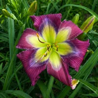Queen's Violet AHS image