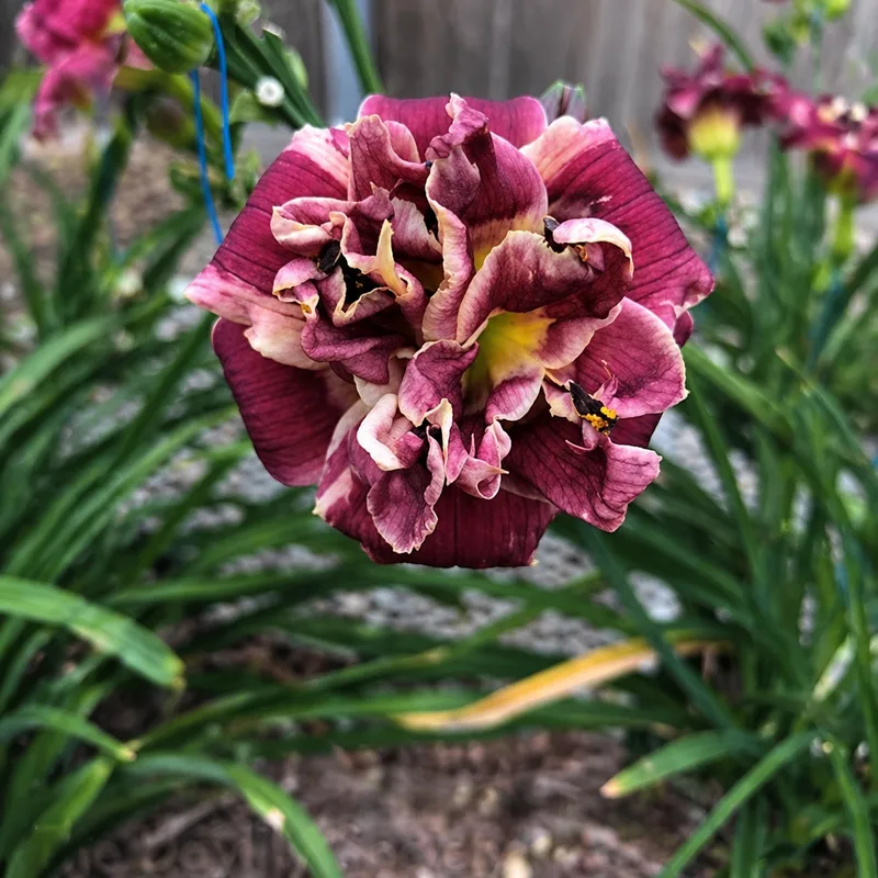 Little Dream Caster daylily bloom