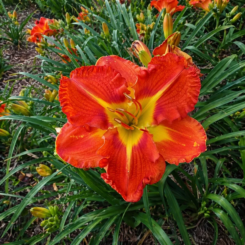 Firecracker Orange daylily bloom
